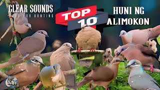 WHITE EAREDBROWN DOVE CALL  TOP 10 Huni nang Alimokon  Wildlife 4k birds [upl. by Adnaram336]