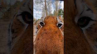 Story of Zeus the tiger  Part 2 lion tiger normandie bigcats [upl. by Eimaral]