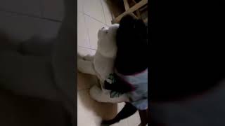 Adorable puppy CouplesDog couple mating in love  offloaddogsboner realistic dog sex dolls review [upl. by Craven290]