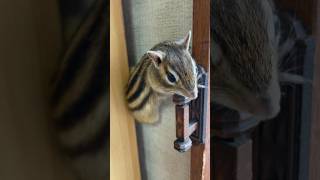 シマリスが物音に驚いたら…If a chipmunk is startled by a noise squirrel chipmunk shorts animals [upl. by Noterb]