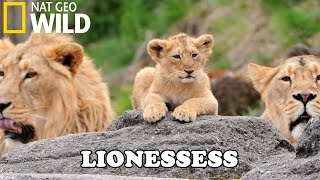 Lion Documentary  New Generation Will They Survive  Wild Life 2020 Full HD 1080p [upl. by Lejeune805]