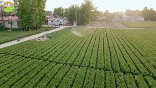 Agricultural drone working in a field [upl. by Amlus]