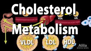 Cholesterol Metabolism LDL HDL and other Lipoproteins Animation [upl. by Erastes6]