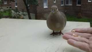 How I Did Domesticate a Mourning Dove in Few MinutesHD [upl. by Philbo80]