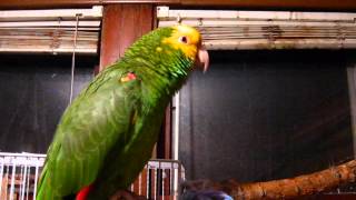 Johnny our Double yellow Headed Amazon Parrot [upl. by Mckenna]