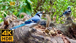 Cat TV for Cats to Watch 😺 Birds vs Chipmunks A Day in the Wild 🐿 8 Hours 4K HDR 60FPS [upl. by Fisk]