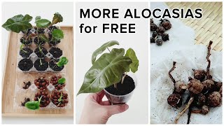 How to Grow Alocasia from Corms  Fluval Stratum LECA amp Water Propagation  DIY Propagation Tray [upl. by Pouncey]