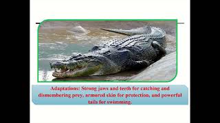 quotIncredible Crocodile Facts for Kids  All About Crocodilesquot [upl. by Chui263]