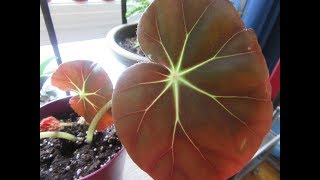 BEEFSTEAK BEGONIA CUTTING [upl. by Genna325]