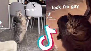 Funny Cats Speaking English Compilation Pt 1 [upl. by Rena226]