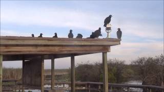 Anhinga Trail Everglades [upl. by Markiv]