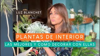 25 MEJORES PLANTAS DE INTERIOR PARA DECORAR TU CASA  LUZ BLANCHET [upl. by Cristine876]