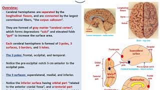 Sulciampgyri of the cerebral hemispheresDrAhmed Farid [upl. by Nya]