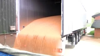 Grain in Knapen Moving Floor Trailer Video [upl. by Deckert]