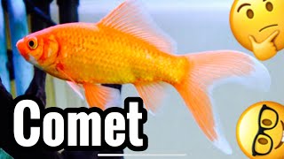 Comet Goldfish Tank Care amp Growth  Common [upl. by Redliw]