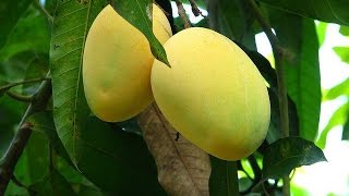 How To Grow Mango Trees From Seeds [upl. by Aicilehp]