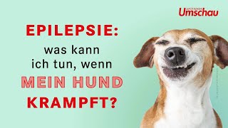 Epilepsie beim Hund  Tiergesundheit [upl. by Brandais]