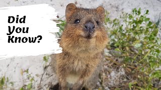 Quokkas facts  The Happiest Animals on the Internet  facts about the quokka for kids [upl. by Goddart]