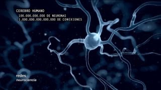 Redes 160 Cómo se conectan las neuronas  neurociencia [upl. by Asiluj626]