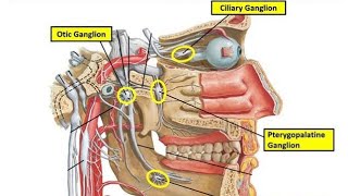 parasympathetic GanglionCiliarySphenopalatineOtic Ganglion anatomy shortsvideo neuroscience [upl. by Pas]