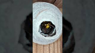 1 Min White Faced Hornet Nest Removal [upl. by Imogen]