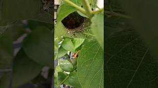 Weaver bird weaving a nest in my garden weavers song music [upl. by Eirlav]