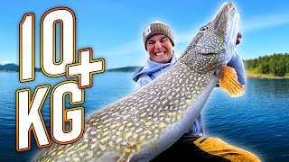 DREAM FISHING Our BEST Pike Fishing from Boat with 10 PIKE [upl. by Lecroy]