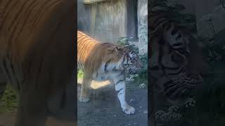 Majestic Bengal Tiger at Kolmården Zoo Sweden4 2 nature sweden animalvideos [upl. by Quent]