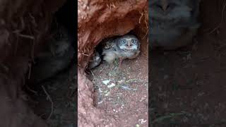 Taking a Peek at Burrowing Owl Chicks  ViralHog [upl. by Enoob]