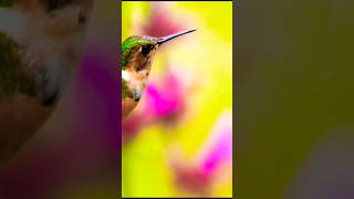 quotHummingbird Trochilidae 4quot [upl. by Winston]