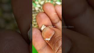 Vaijayanti Ka Paudha🦚Shri Krishna🙏Vaijayanti Ke Phool🌸Vaijayanti Mala✨ashasgardenstoryshorts [upl. by Aicertap239]