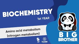 Amino acid metabolism nitrogen metabolism [upl. by Firmin33]