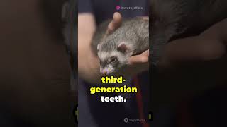 Regrowing Teeth science dentistry medicine biology sciencefacts shortsfeed short subscribe [upl. by Nodlew]