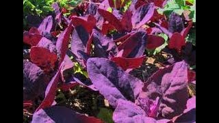 ⟹ Red Orach  Atriplex hortensis  A BEAUTIFUL PLANT Orach [upl. by Nee]