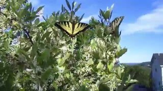 Permaculture Uses for Autumn Olive Elaeagnus umbellata [upl. by Chew]