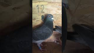 Stichelbaut pigeons breeding pair  4 2024  wwwstichelbautpigeonscom [upl. by Horsey]