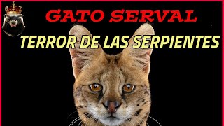 LAS SERPIENTES NO PUEDEN CON ESTE GATO Parte 1 [upl. by Mochun]