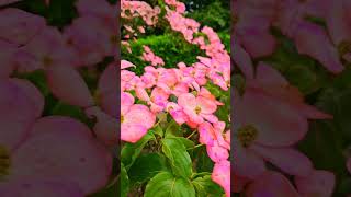 Lovely Cornus Kousa Satomi in Bloomshorts fyp flowers cornucopias cornucopia [upl. by Talich]