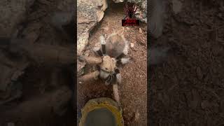 Aphonopelma chalcodes arizona blonde short shorts shortsvideo tarantula arachnid spider [upl. by Assile]