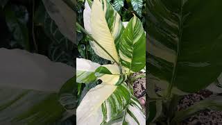 Spathiphyllum sensation albo variegated [upl. by Oivalf351]