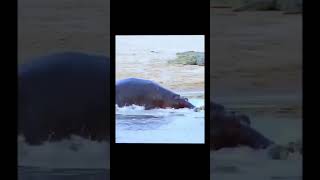 hippopotamus vs crocodile🐊 who is gonna be the king funny wildlife animals gistalways duet [upl. by Malcom]