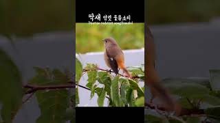 친숙한 딱새 암컷 울음소리 The commonly heard sound of a female Daurian redstart [upl. by Lord]