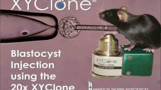 XYClone Laser Blastocyst Injection of ESC Transgenic Mice [upl. by Irwinn663]