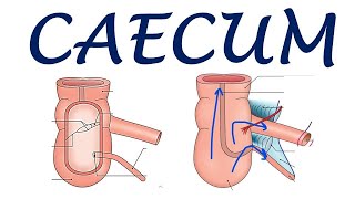 Chp20  Anatomy of CAECUM  BDC Vol2  Large Intestine  Dr Asif Lectures [upl. by Aicyle]