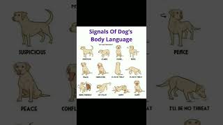 sign of dog language dogtalk dogsinspace teddy goldenretiever toybreedlovers ne akitadogs [upl. by Drarreg477]