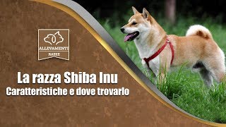 Lo Shiba Inu  Caratteristiche e dove trovarlo  Documentario di Allevamenti Razze [upl. by Scurlock]