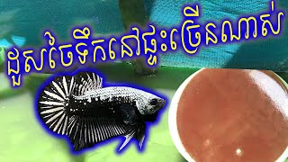 Fish Food at Homeដួសចៃទឹកនៅផ្ទះ [upl. by Jefferson489]