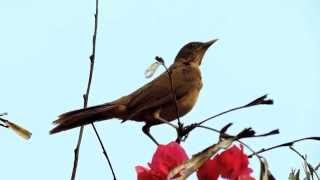 Claycolored Thrush Turdus Grayi  Sensontle Ruiseñor Zorzal [upl. by Dalpe]