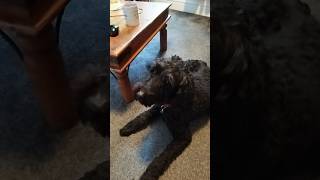 Female version of Claude Greengrasss Dog shortsfeed shortsvideo shorts shortsviral [upl. by Dagnah128]