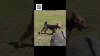 Epic Chase Donkey Takes on Dog in a Wild Run funnyanimals funny dog donkey chase shorts [upl. by Zerat]